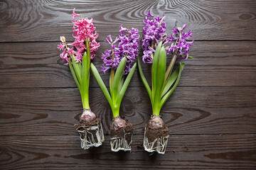 Hyacinth flowers with roots in soil on wooden table top view, transplanting plants