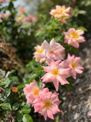 pink and light orange roses 