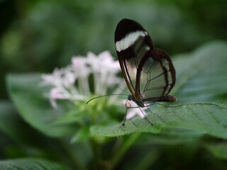 Dunkler Schmetterling