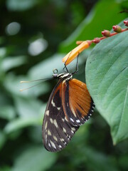 Dunkler Schmetterling
