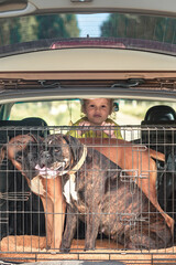 the concept of a safe trip by car with children and pets. A family travels in a car along with dogs in a cage and a small child. 