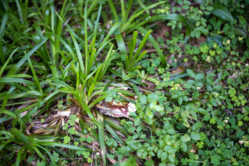 Mushroom in the mountain forest on a summer day. Close up macro view.
