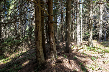Mountain forest in the Ukrainian Carpathians.