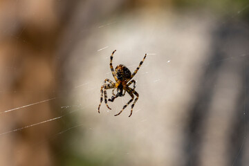 Spider on a web on a natural background. Close-up macro view.