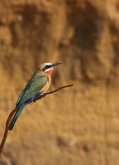 White-fronted Bee-eater, South Africa