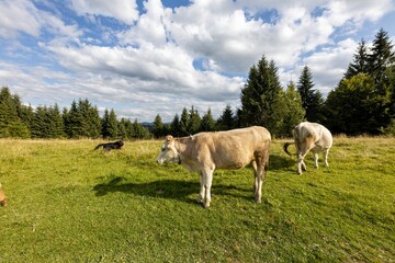 Fototapeta na wymiar Cows on a green meadow in the Ukrainian Carpathians on a summer day.