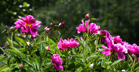 Bright pink peonies in the garden close-up banner. Peony flowers sunlit on a green blurry background. Summer floral background.