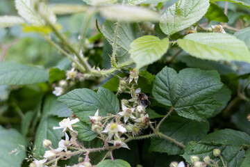 Mountain flowers in the Ukrainian Carpathians. Close-up macro view.