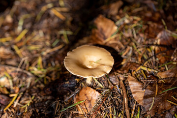 Mushroom in the mountain forest on a summer day. Close up macro view.