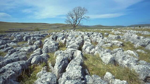 Midday at Malham Lings Lone Ash Tree, above Malham Village in the Yorkshire Dales where there is an area of Limestone Pavement known as Malham Lings