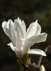 White Magnolia flower close up