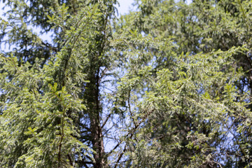 Mountain forest in the Ukrainian Carpathians.