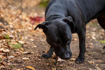 Czarny pies zjada nogę jelenia na drodze w lesie. - obrazy, fototapety, plakaty