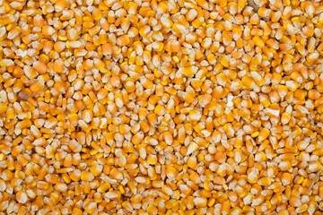 corn kernel - Zea mays kernel