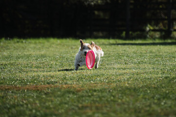 Dog frisbee. Competitions of dexterous dogs of all breeds. Wire-haired Jack Russell Terrier runs...