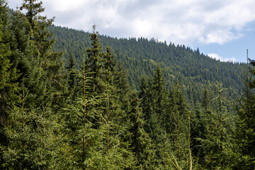 Panorama of mountains in the Ukrainian Carpathians on a summer day.