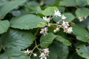 Mountain flowers in the Ukrainian Carpathians. Close-up macro view.