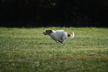 Active energetic small young hunting dog breed on move. Wire haired Jack Russell Terrier runs fast across field in park and has fun outside.