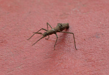 Stagmomantis carolina es una especie de mantis de la familia Mantidae.Las hembras miden de 47 a 60...