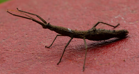 Stagmomantis carolina es una especie de mantis de la familia Mantidae.Las hembras miden de 47 a 60...