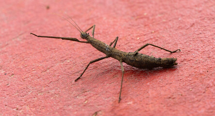 Stagmomantis carolina es una especie de mantis de la familia Mantidae.Las hembras miden de 47 a 60 mm y los machos alrededor de 54 mm. Distribución geográfica.