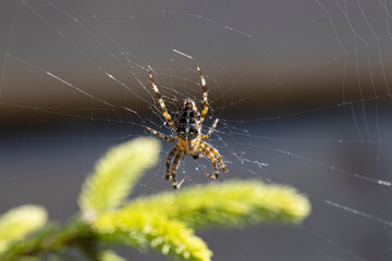 Spider on a pine branch illuminated by sunlight. Close-up macro view.