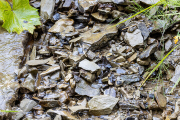 Mountain stream on a summer day in the Ukrainian Carpathians