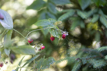 Ripe raspberries. Close-up macro view.