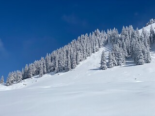 Fototapeta na wymiar Fairytale icy winter atmosphere and snow-covered coniferous trees on mountain Schindlenberg in the Alpstein massif, Nesslau - Obertoggenburg region, Switzerland (Schweiz)