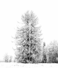 Winterwunderland - Tannenbaum s/w eingeschneit am hellen Wintertag