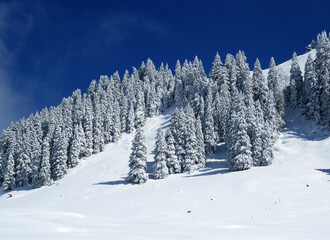 Fairytale icy winter atmosphere and snow-covered coniferous trees on mountain Schindlenberg in the Alpstein massif, Nesslau - Obertoggenburg region, Switzerland (Schweiz)