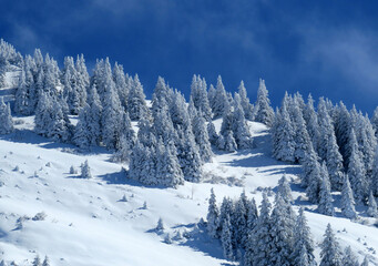 Fairytale icy winter atmosphere and snow-covered coniferous trees on mountain Schindlenberg in the Alpstein massif, Nesslau - Obertoggenburg region, Switzerland (Schweiz)