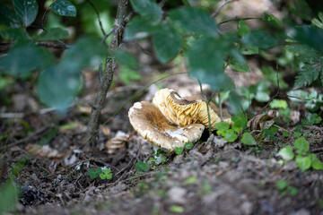 Mushroom in the mountain forest on a summer day. Close up macro view.