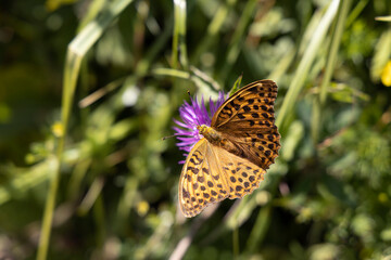 Butterfly on a flower on a natural background. Close-up macro view.