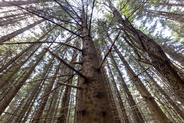 Mountain forest in the Ukrainian Carpathians.