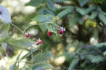 Ripe raspberries. Close-up macro view.