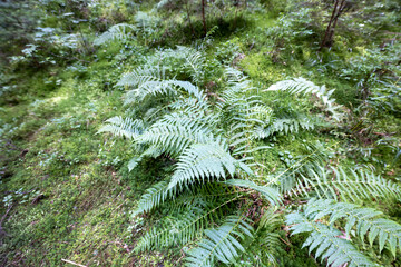 Green fern leaf in the forest. Close-up macro view.