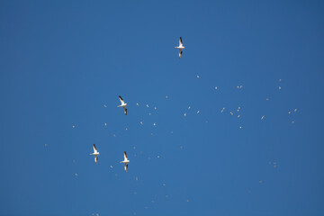 Sea Birds Soaring in a Powerful Thermal Updraft with Pelicans on the Bottom Level and Sea Gulls High Above