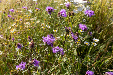 Mountain flowers of the Ukrainian Carpathians on a natural background on a summer day.