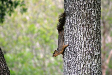 Squirrel climbing down tree trunk and contemplating jumping to another tree trunk - Powered by Adobe