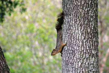 Schilderijen op glas Squirrel climbing down tree trunk and contemplating jumping to another tree trunk © DR Photos