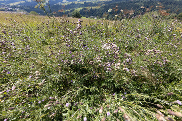 Fototapeta premium Mountain flowers of the Ukrainian Carpathians on a natural background on a summer day.