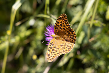 Butterfly on a flower on a natural background. Close-up macro view.