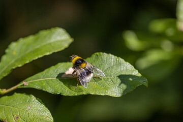 A bee on a green leaf lit by sunlight. Close-up macro view.