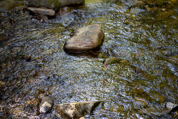 Mountain stream on a summer day in the Ukrainian Carpathians