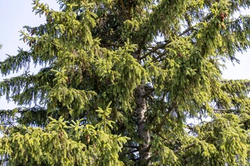 Coniferous branch. Close-up macro view.