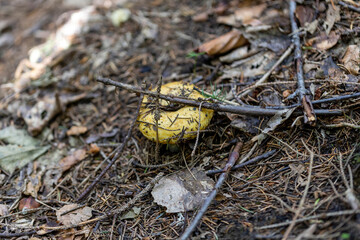 Mushroom in the mountain forest on a summer day. Close up macro view.