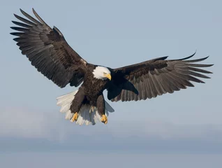 Zelfklevend Fotobehang Bald Eagle © David