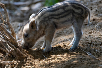 Wild boar. Close up detailed view