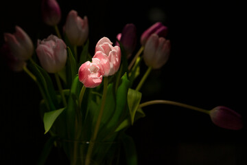 Tulpen im Spotlight